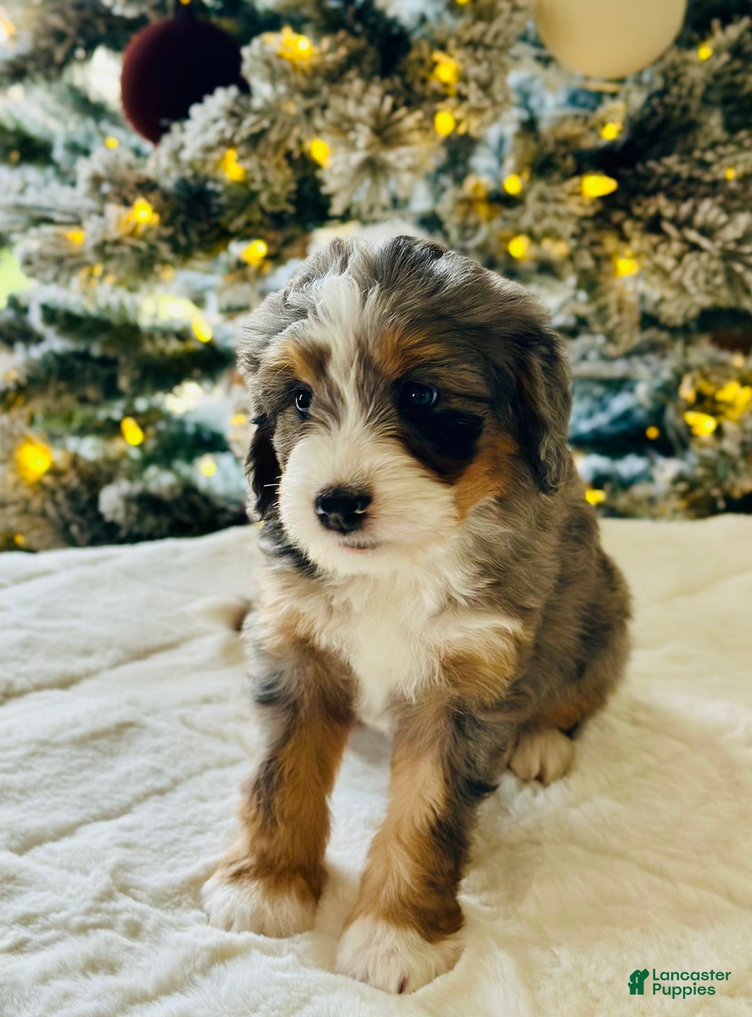 Bernedoodle dogs for sale: Cotton  - Ad 4