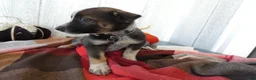 Australian Cattle Dog dogs for sale: Australian Cattle Dog 7 Lynette - Ad 11