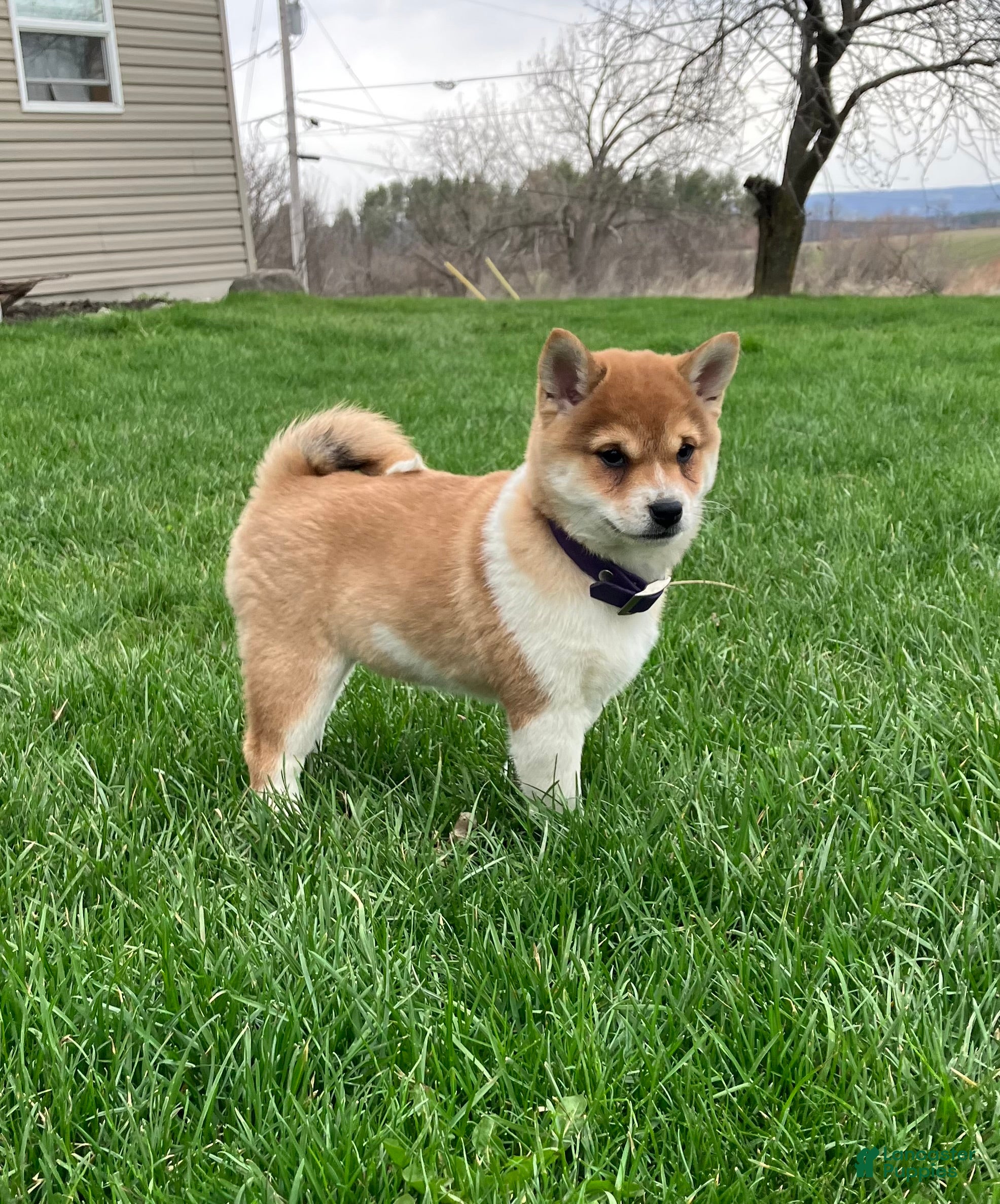 Shiba Inu dogs Lucky - Ad 1