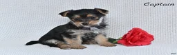 Morkie dogs for sale: Captain  - Ad 6