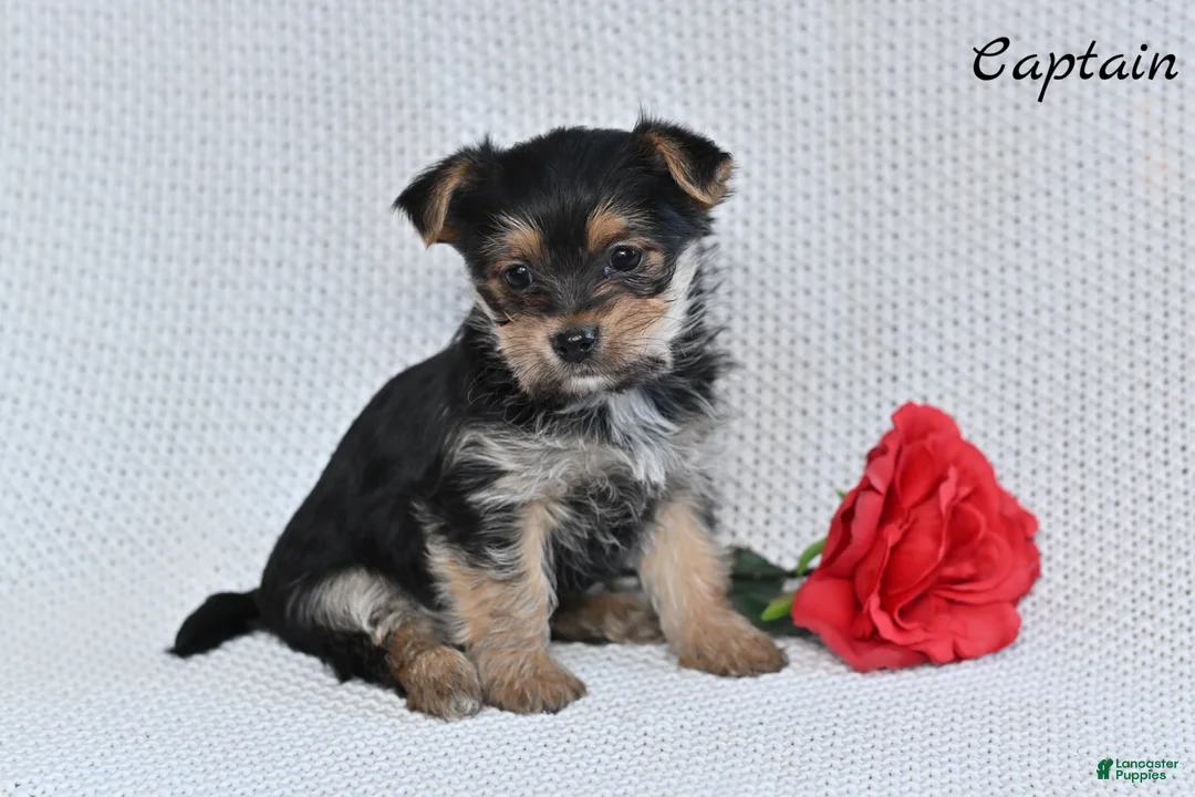 Morkie dogs for sale: Captain  - Ad 6