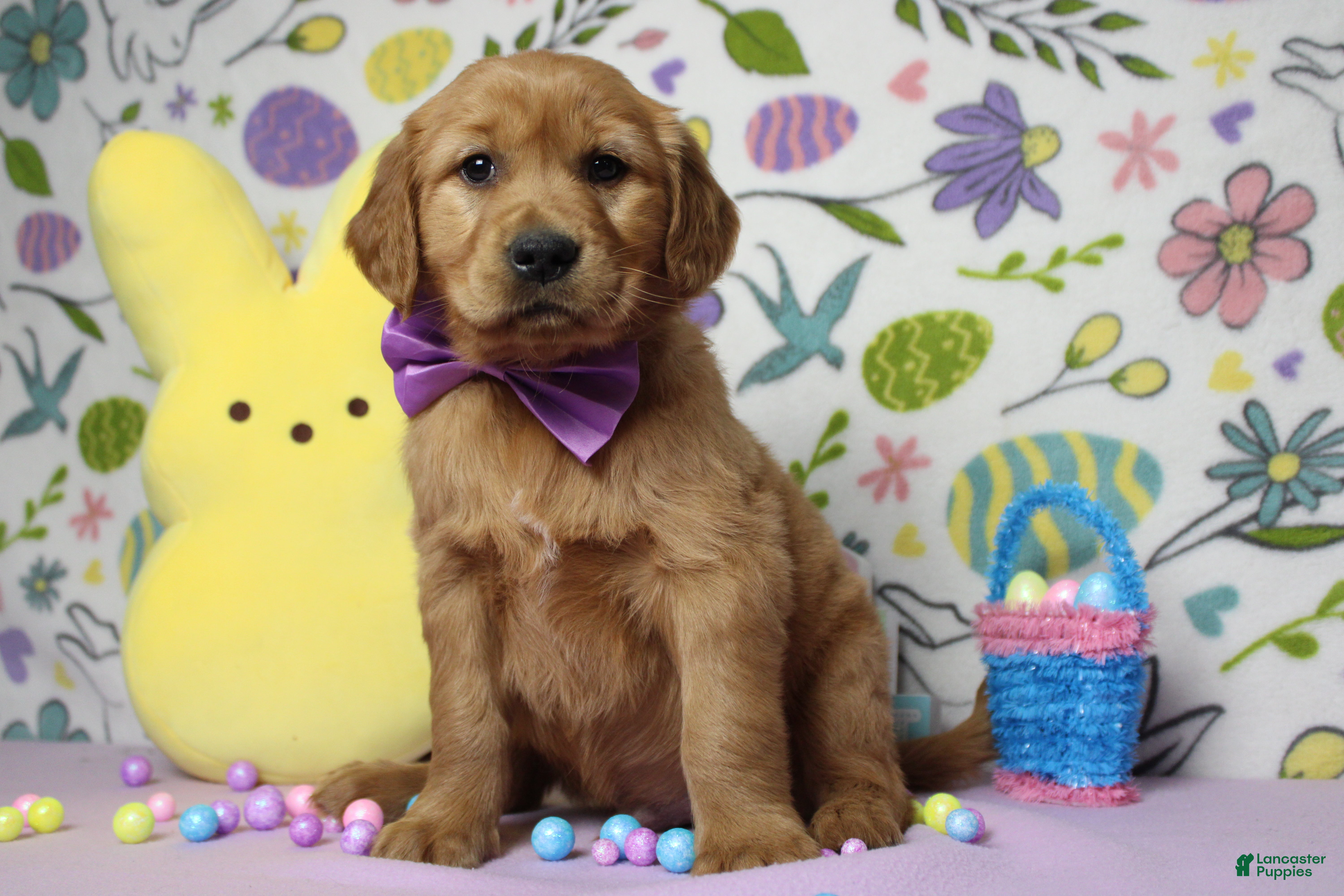 Golden Retriever dogs Shadow  - Ad 21