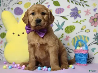 Golden Retriever dogs Shadow - Ad 21