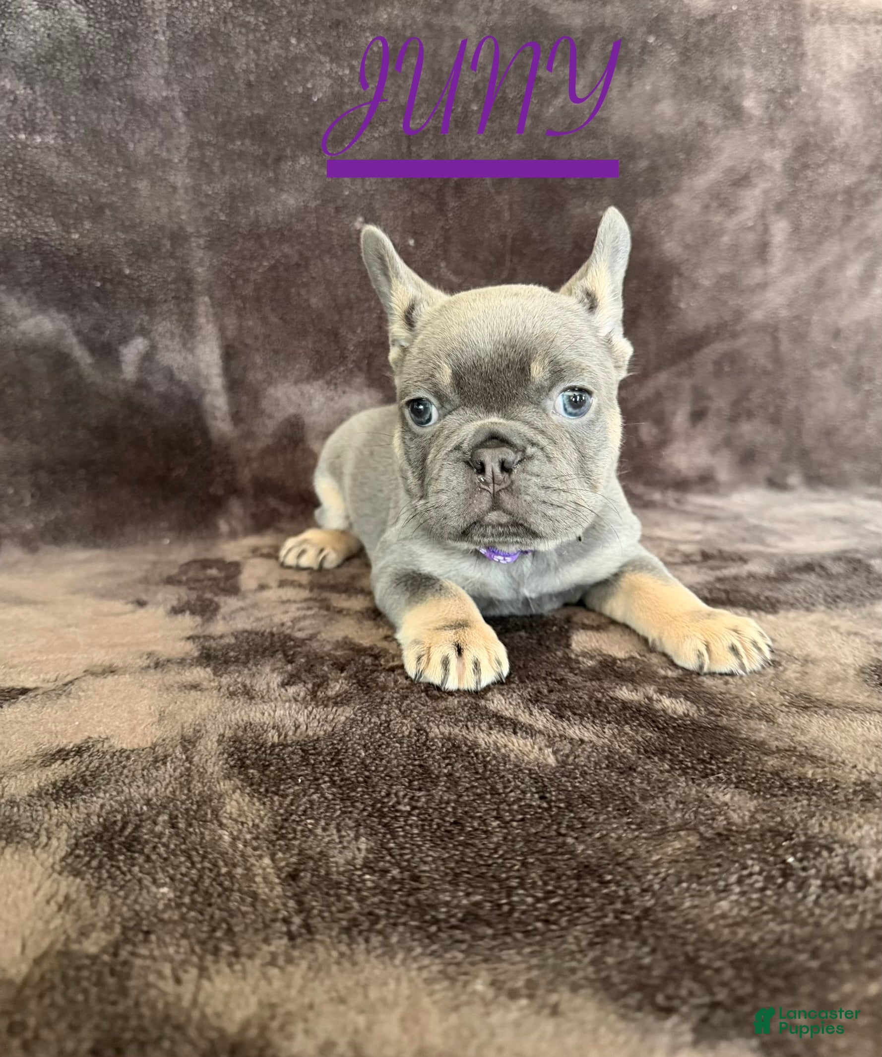 French Bulldog dogs French Bulldog 1 - Ad 2