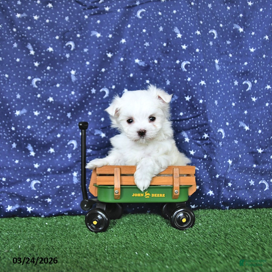 Maltese dogs Loki EXTRA SMALL - Ad 2