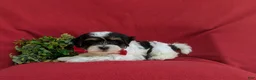 Havapoo dogs for sale: Raydar Hypoallergenic - Ad 5
