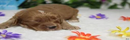 Cockapoo dogs for sale: Sherbet - Ad 4