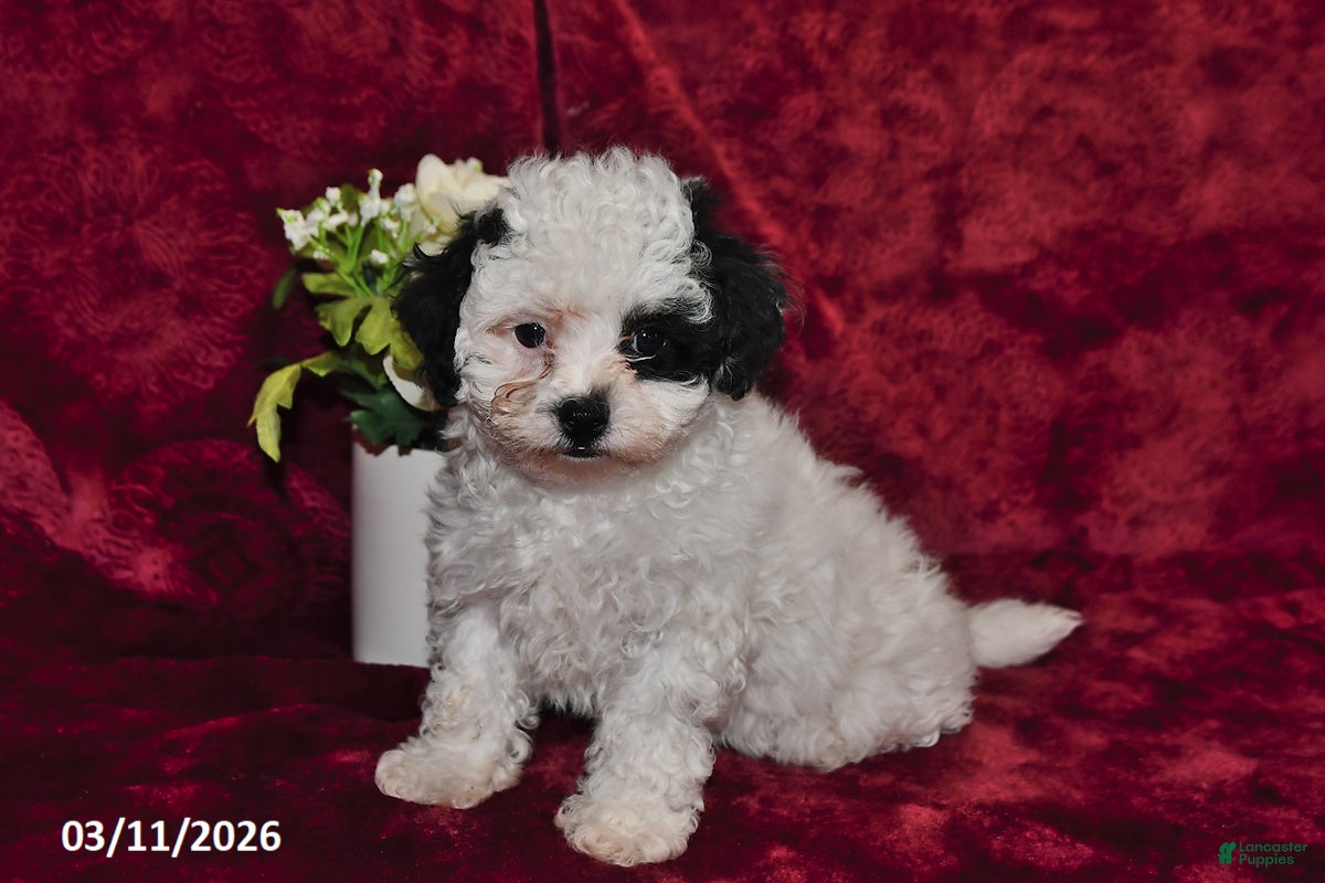 Maltipoo dogs Asher - Ad 1