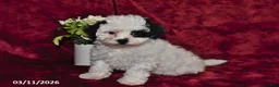 Maltipoo dogs for sale: Asher - Ad 1