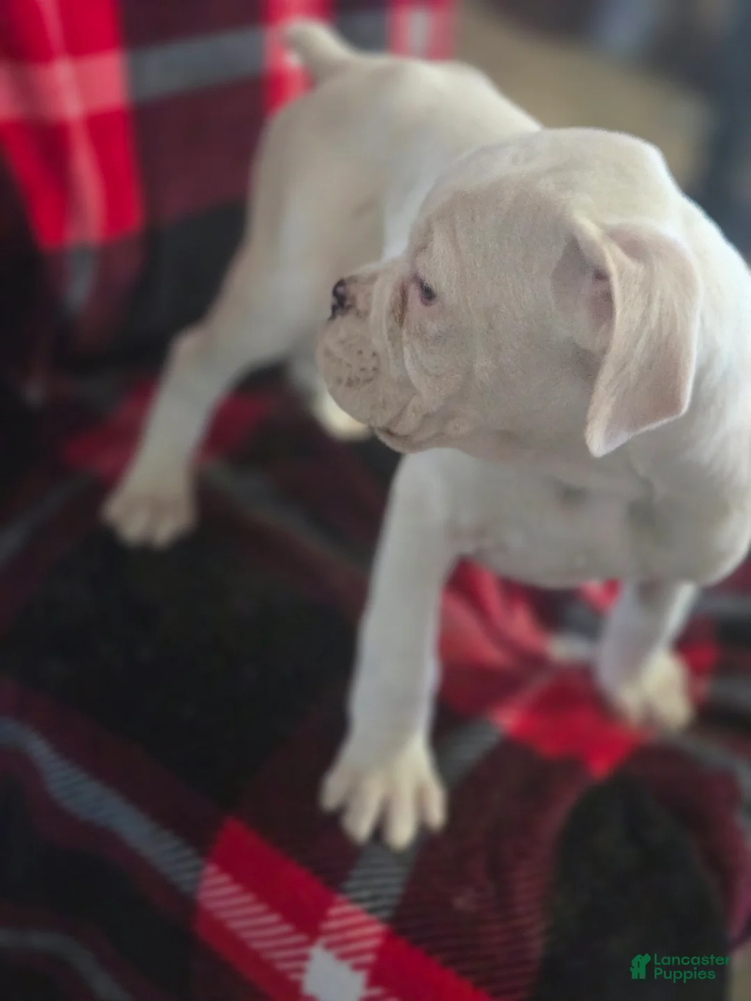 Boxer dogs for sale: Pete - Ad 9