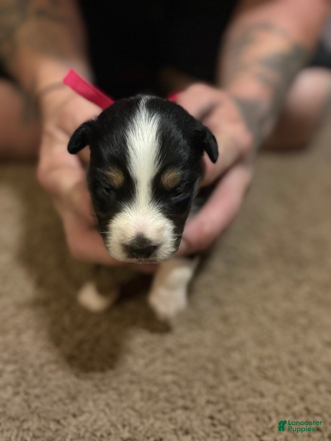 Australian Shepherd dogs for sale: Lucy.  - Ad 2