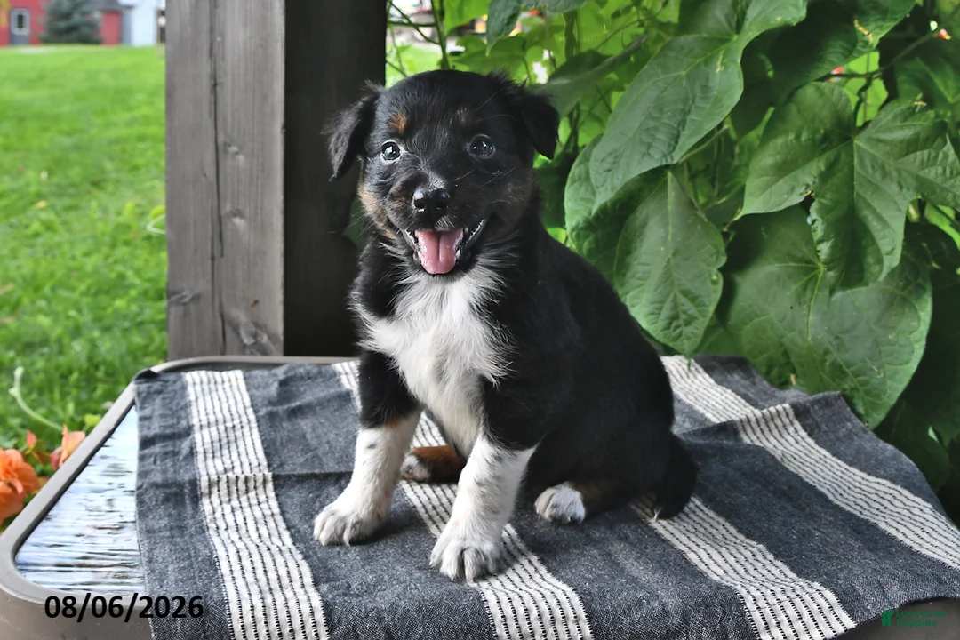 Mixed Breed dogs for sale: Willow - Ad 1