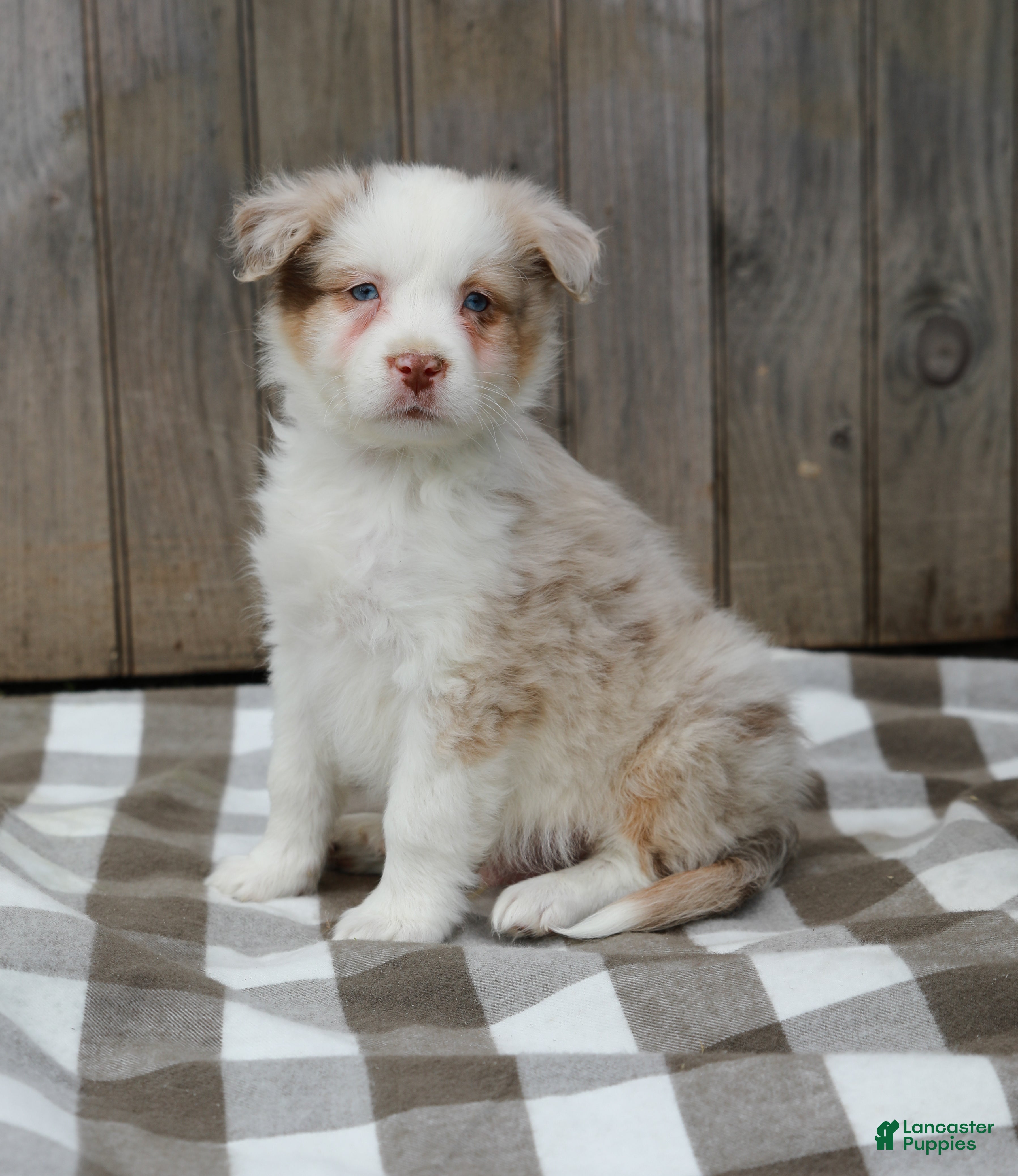 Australian Shepherd dogs Ryan - Ad 2