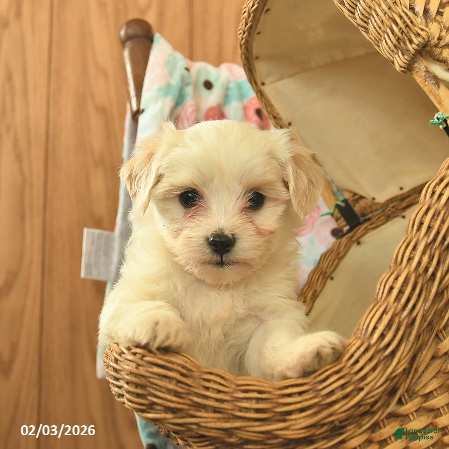 Maltipoo dogs Lindon  - Ad 1