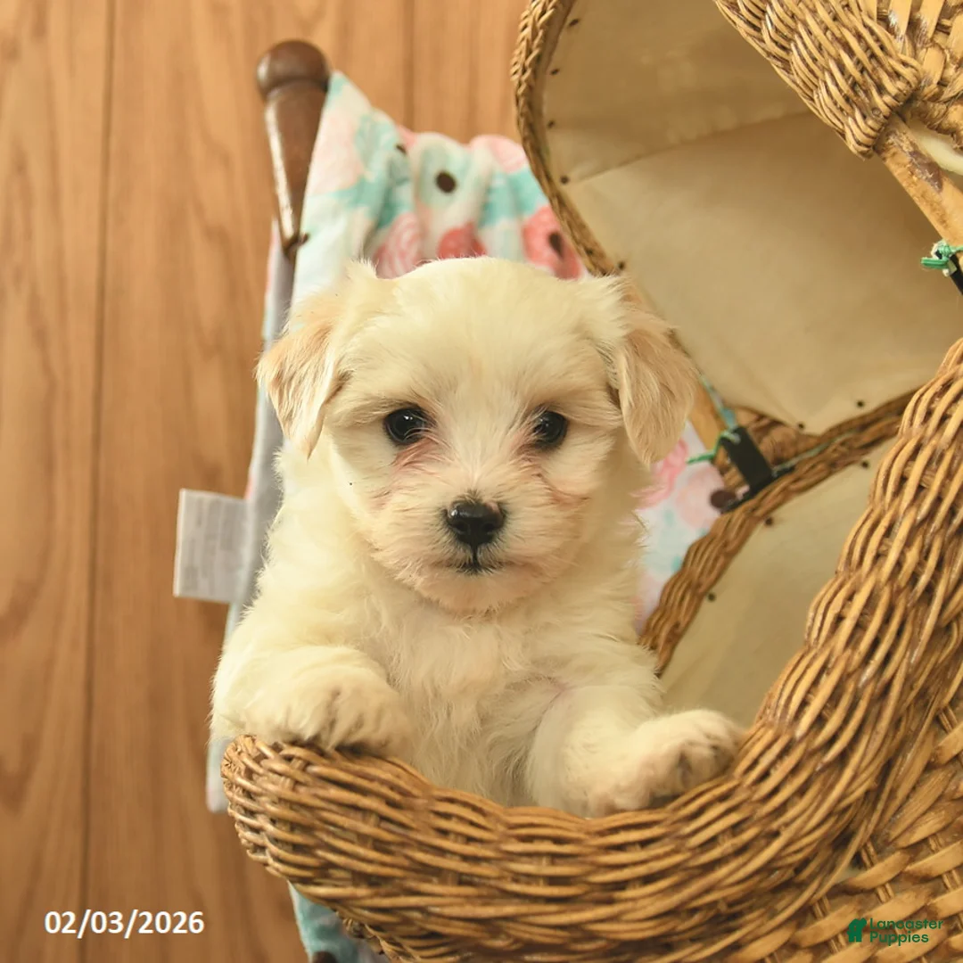Maltipoo dogs for sale: Lindon  - Ad 3