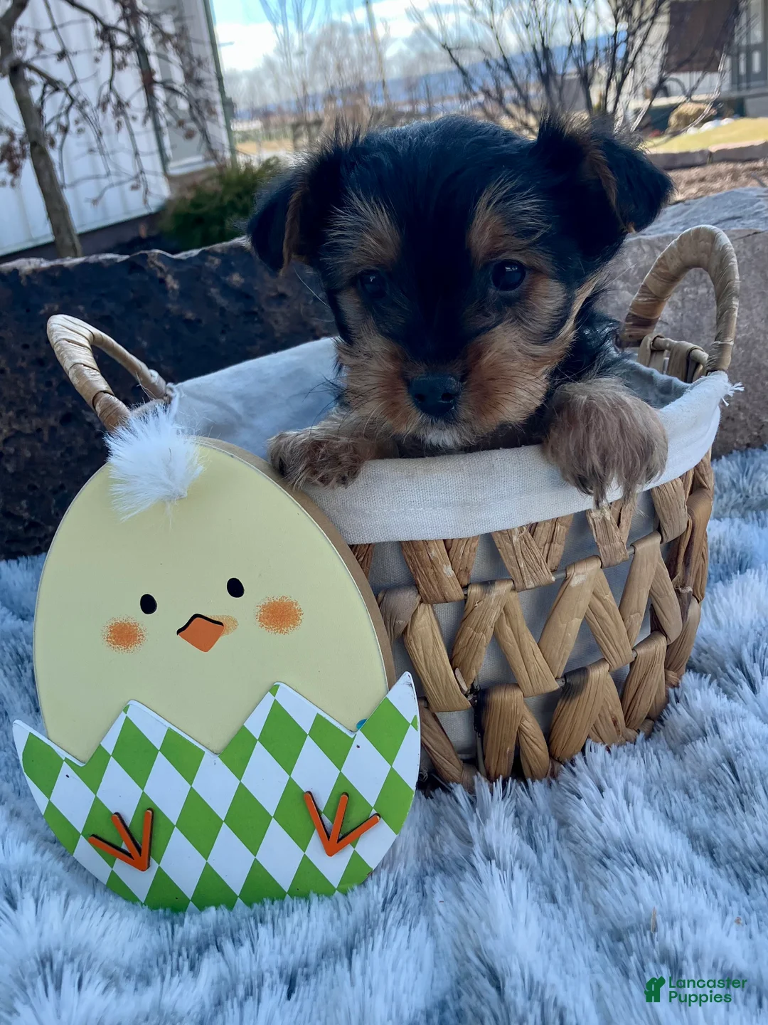 Yorkshire Terrier dogs for sale: Kolby - Ad 1