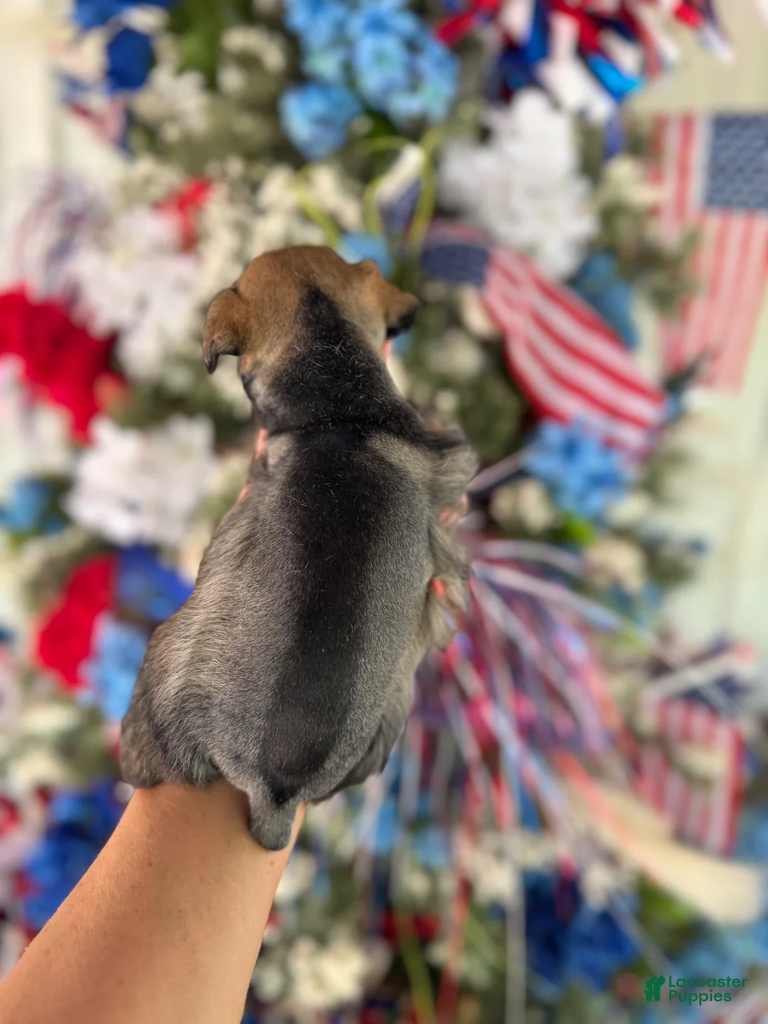 Miniature Schnauzer dogs for sale: Miniature Schnauzer Puppy 1 - Ad 2