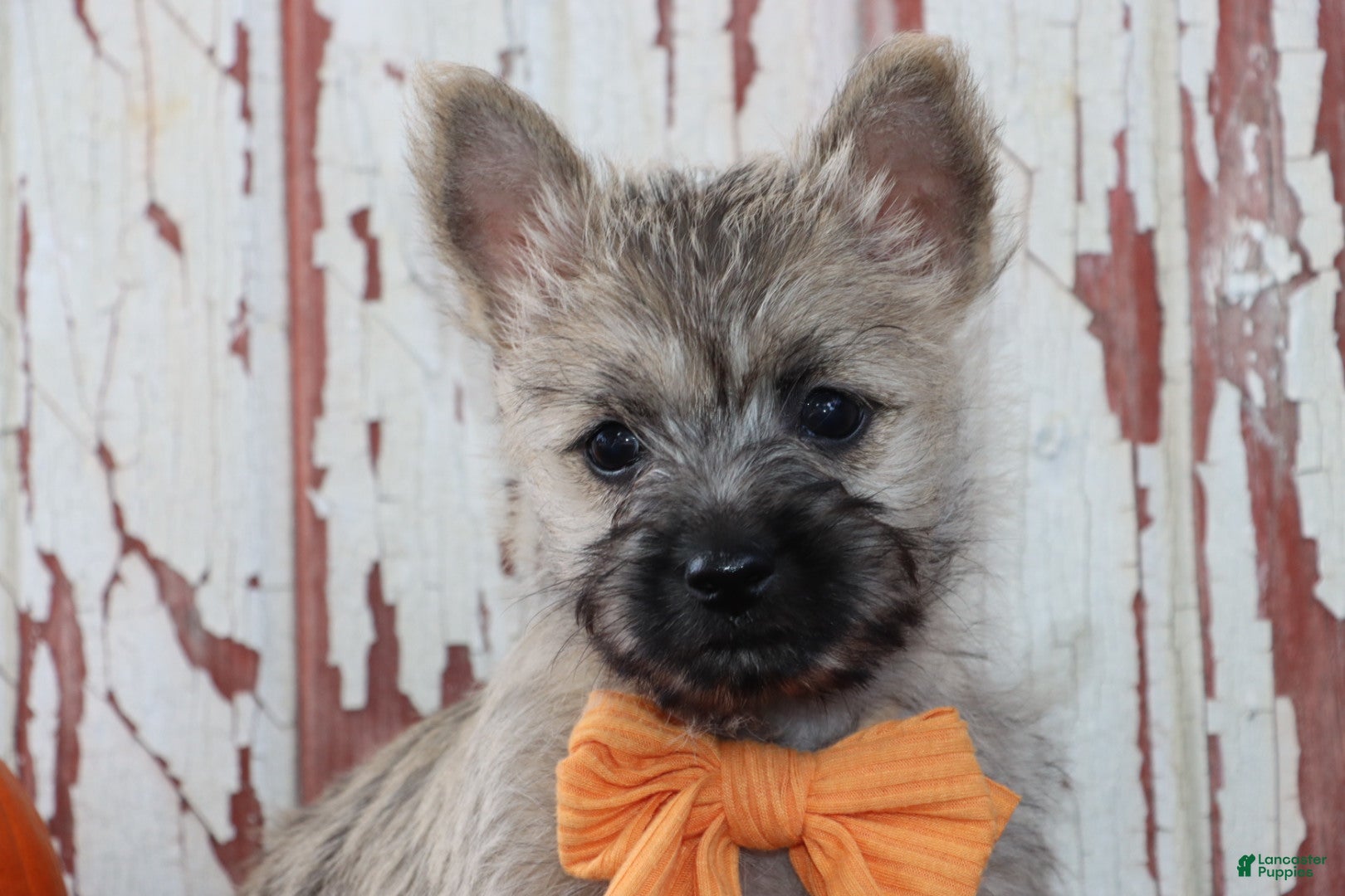 Cairn Terrier dogs Caspian - Ad 2