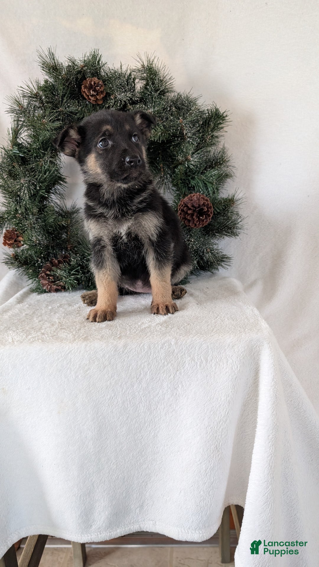 German Shepherd dogs for sale: Marla  - Ad 4
