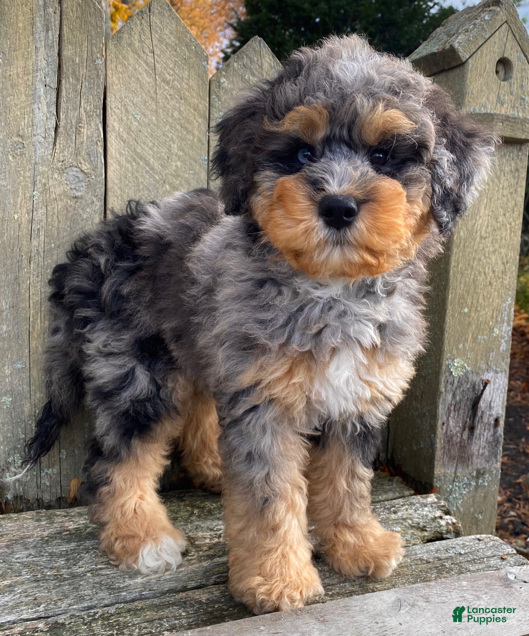 Mini Bernedoodle dogs for sale: 💚 IN BOSTON MASSACHUSETTS AREA 💚 3/4 BRIGHT BLUE 1/4 DARK BROWN RIGHT EYE 💚 MINI BERNEDOODLE 💚 - Ad 7
