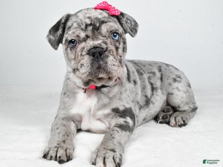 French Bulldog dogs Abby - Ad 30