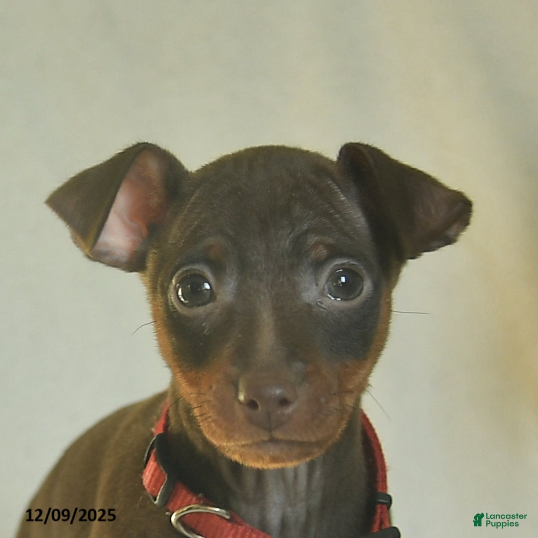 Miniature Pinscher dogs for sale: Lily  - Ad 4