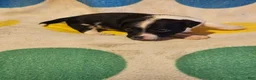 Chihuahua dogs for sale: Checker - Ad 8