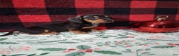 Miniature Dachshund dogs for sale: Snickers - Ad 4
