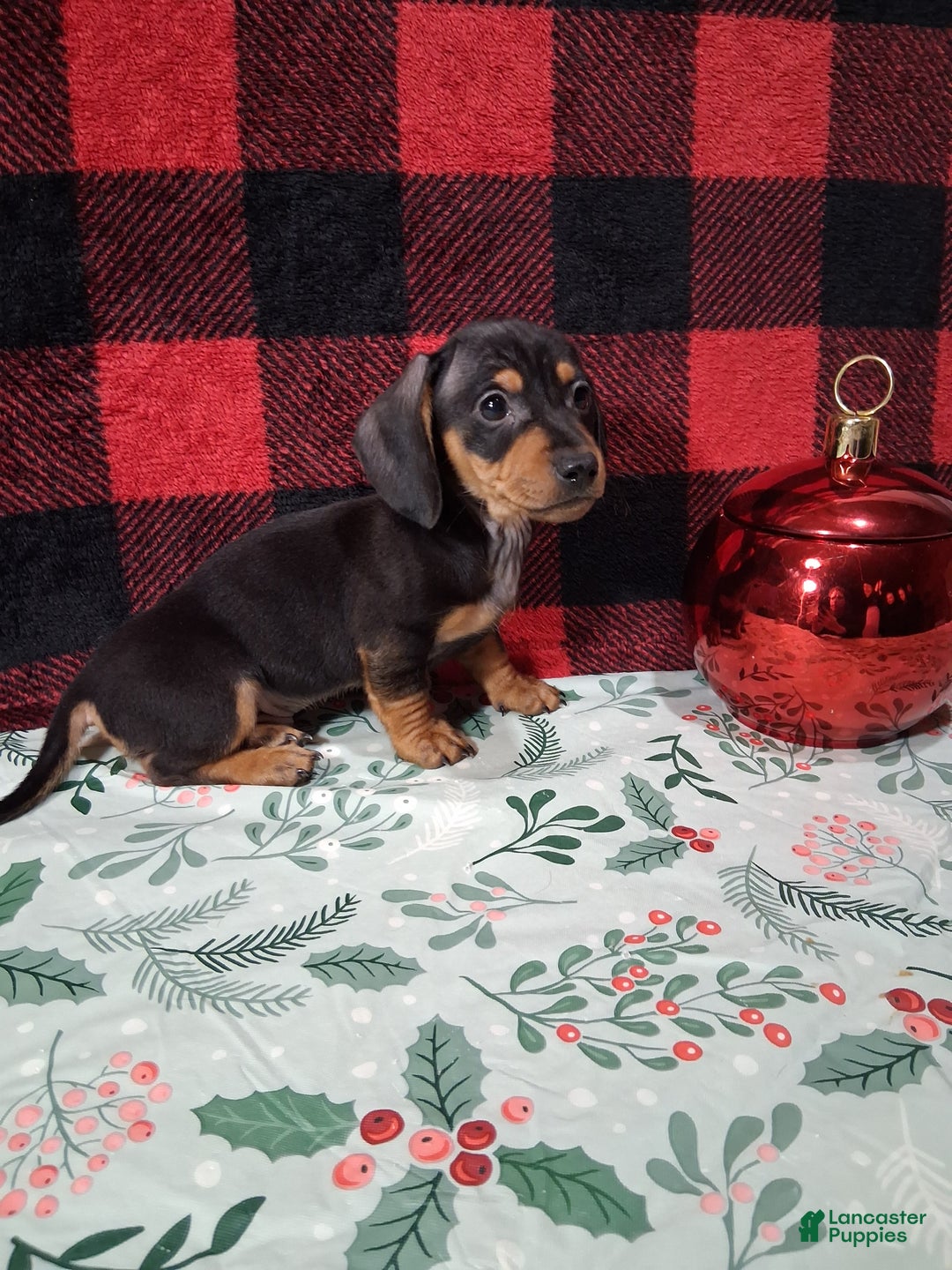 Miniature Dachshund dogs for sale: Snickers - Ad 4