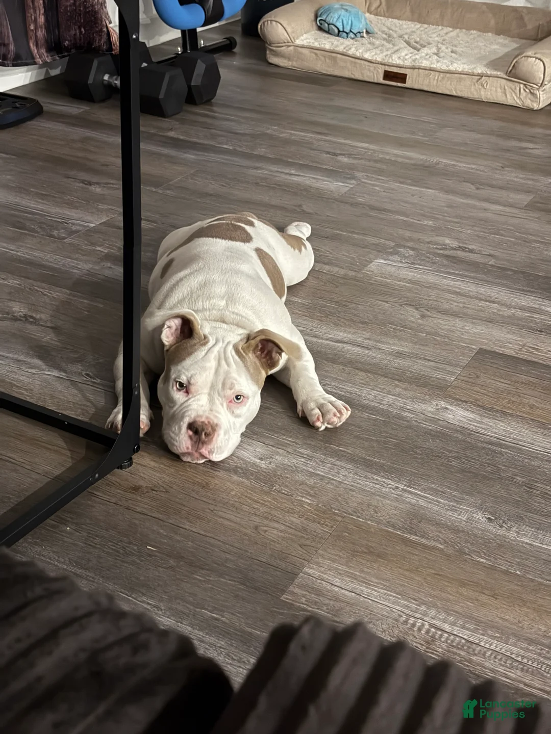 American Bully dogs for sale: American Bully Puppy 1 - Ad 5
