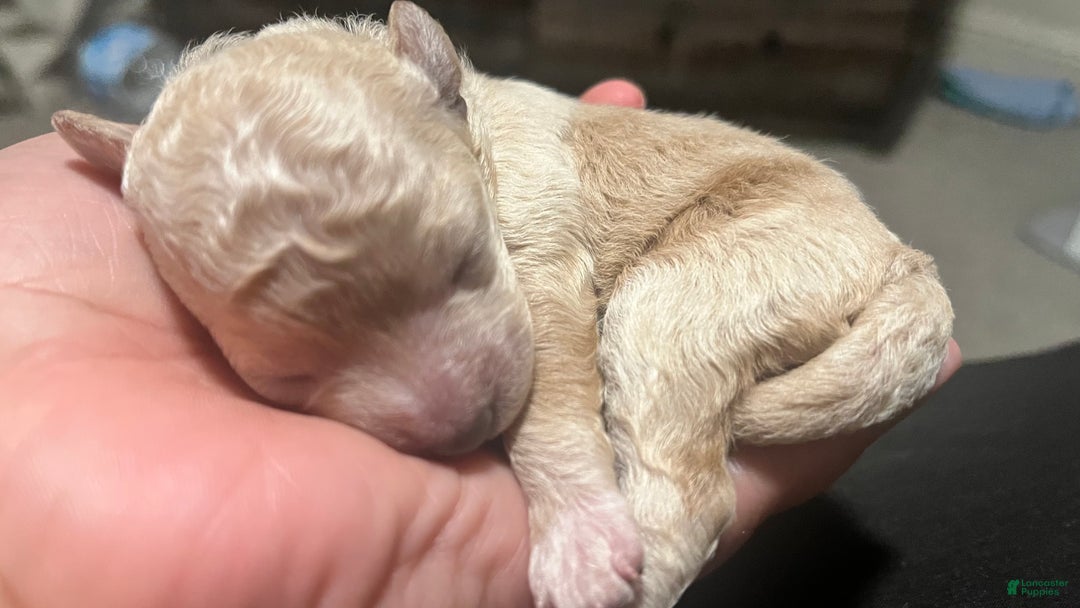 Bichpoo dogs for sale: Harlow - Ad 3