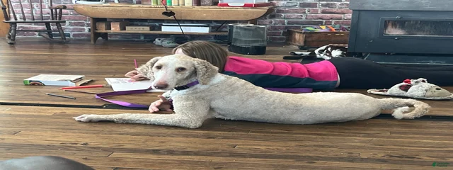 Gracie
