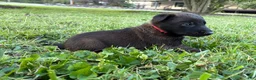 Belgian Malinois dogs for sale: Harry Potter (red) - Ad 6