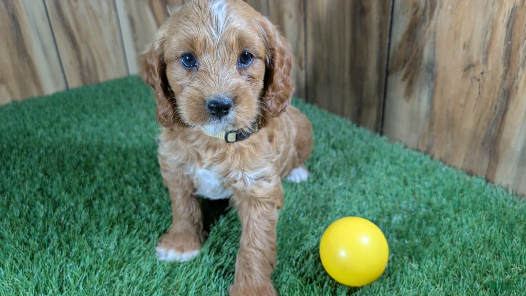 Cavapoo dogs for sale: Jazzy Boy 7 - Ad 5