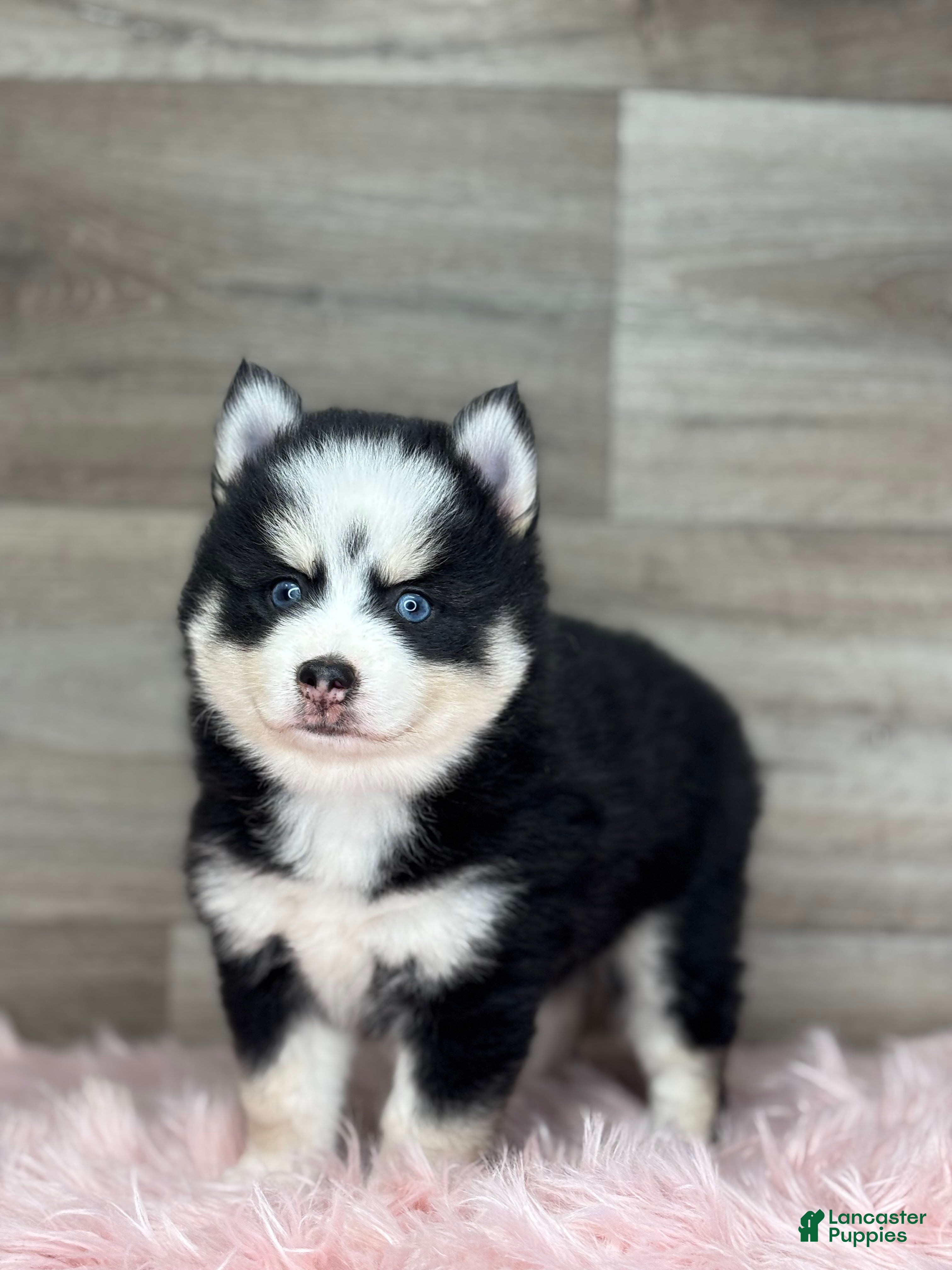 Pomsky dogs Asher - Ad 1