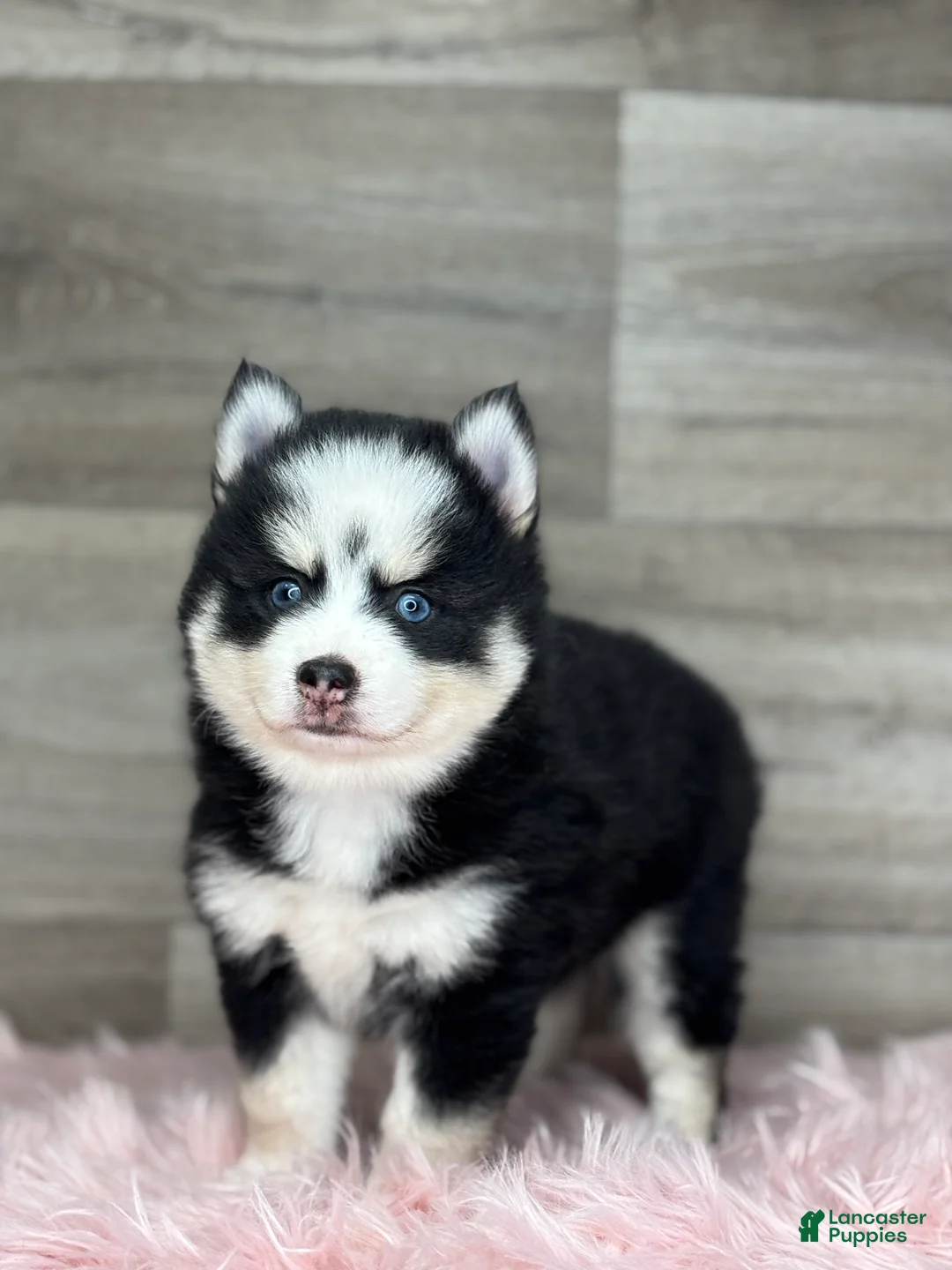 Pomsky dogs for sale: Asher - Ad 1