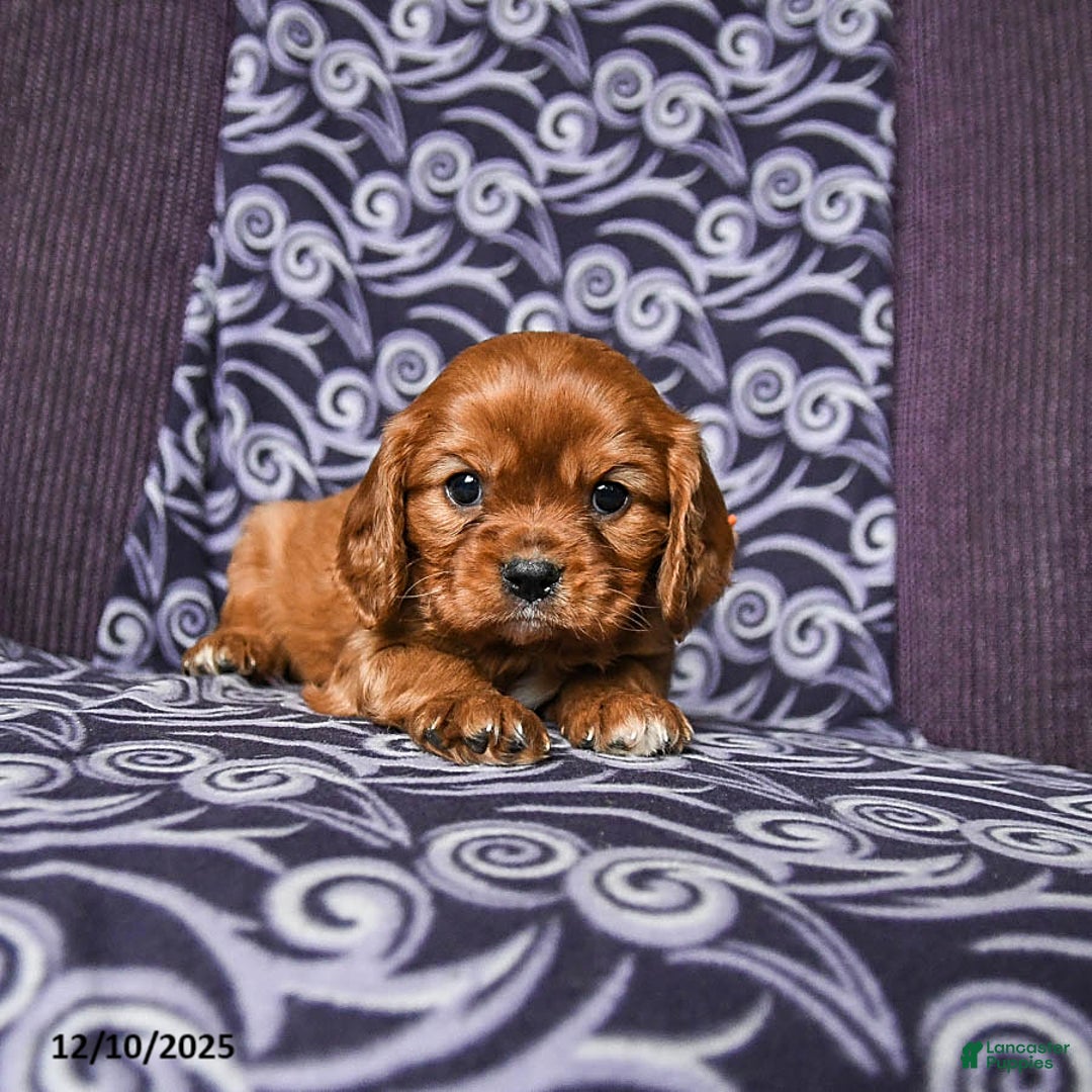 Cavalier King Charles Spaniel dogs for sale: Buddy - Ad 4