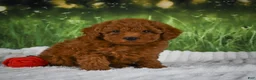 Mini Goldendoodle dogs for sale: Raven - Ad 6