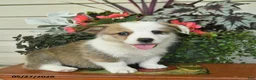 Welsh Corgi Pembroke dogs for sale: Atlas  - Ad 3