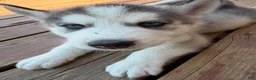 Siberian Husky dogs for sale: Zane - Ad 3