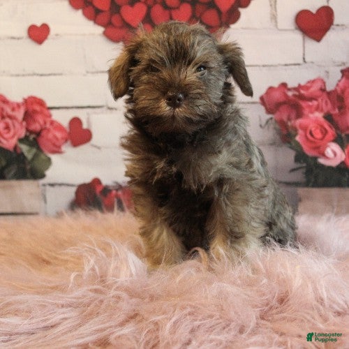 Miniature Schnauzer dogs Felicity - Ad 19