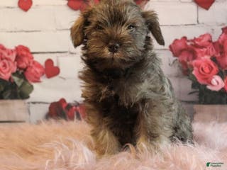 Miniature Schnauzer dogs Felicity - Ad 19