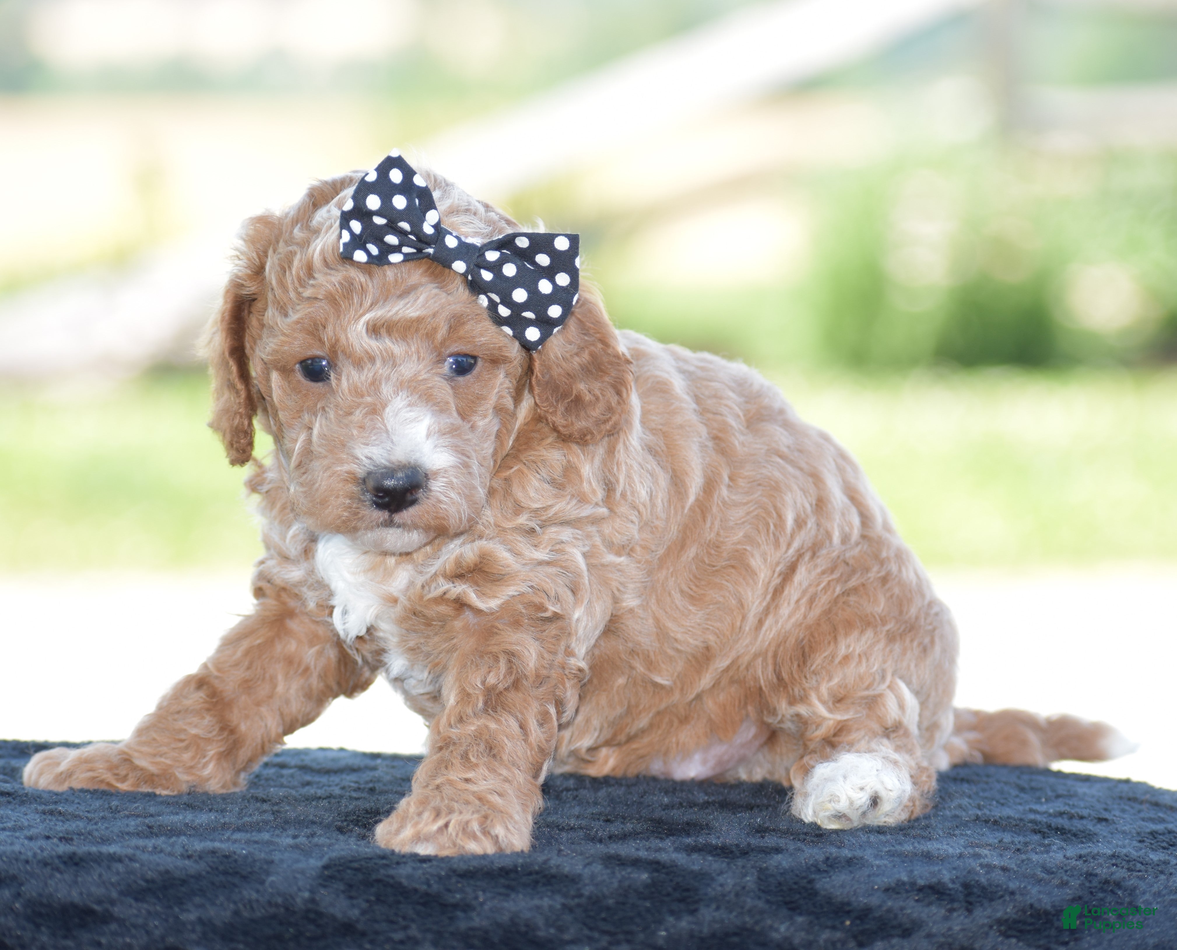 Miniature Poodle dogs Lexis - Ad 2