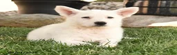 German Shepherd dogs for sale: Sandy - Ad 5