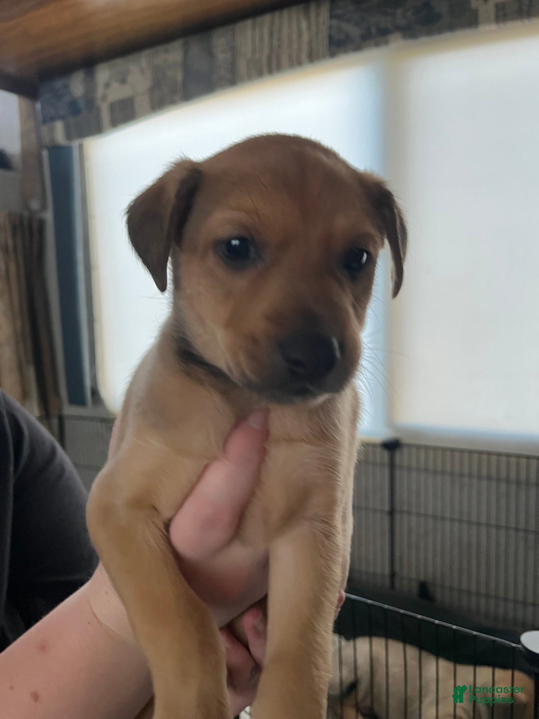 Mixed Breed dogs for sale: Mixed Breed Puppy 3 - Ad 9