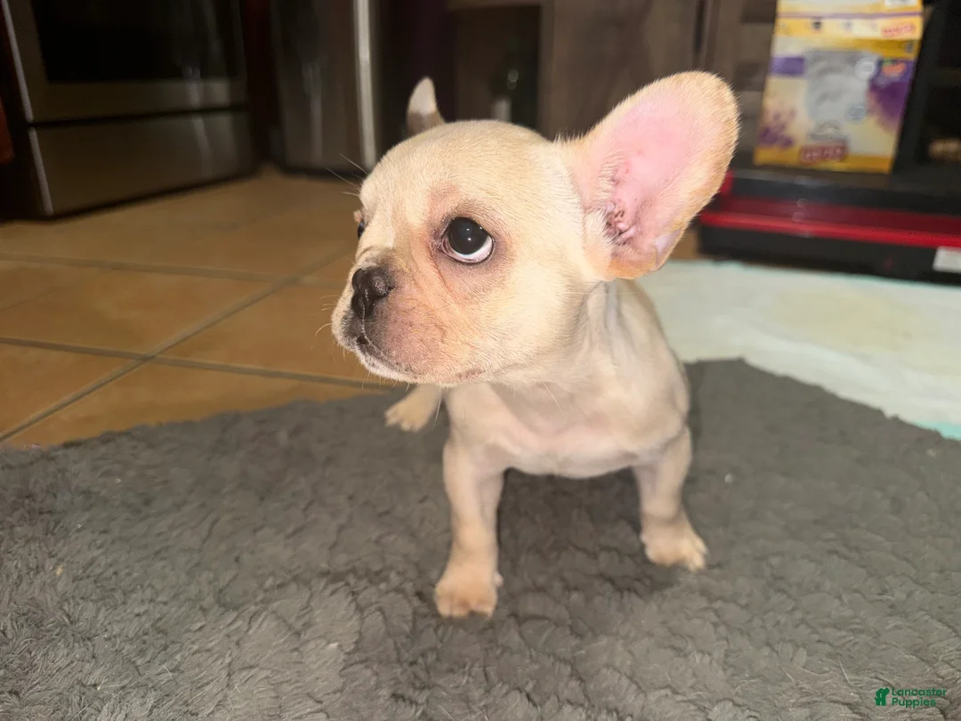 French Bulldog dogs for sale: French Bulldog Puppy 1 - Ad 2