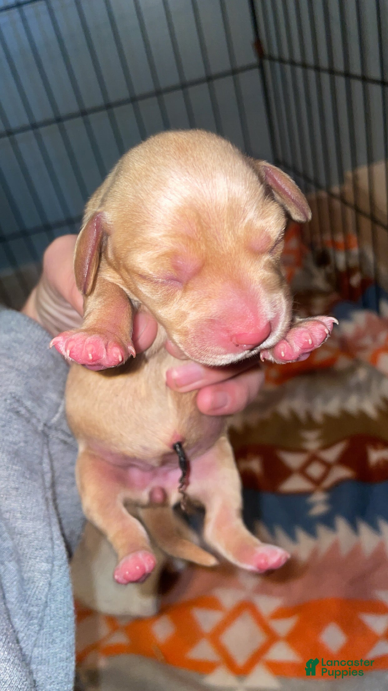 Miniature Dachshund dogs Miniature Dachshund Puppy 3 - Ad 41