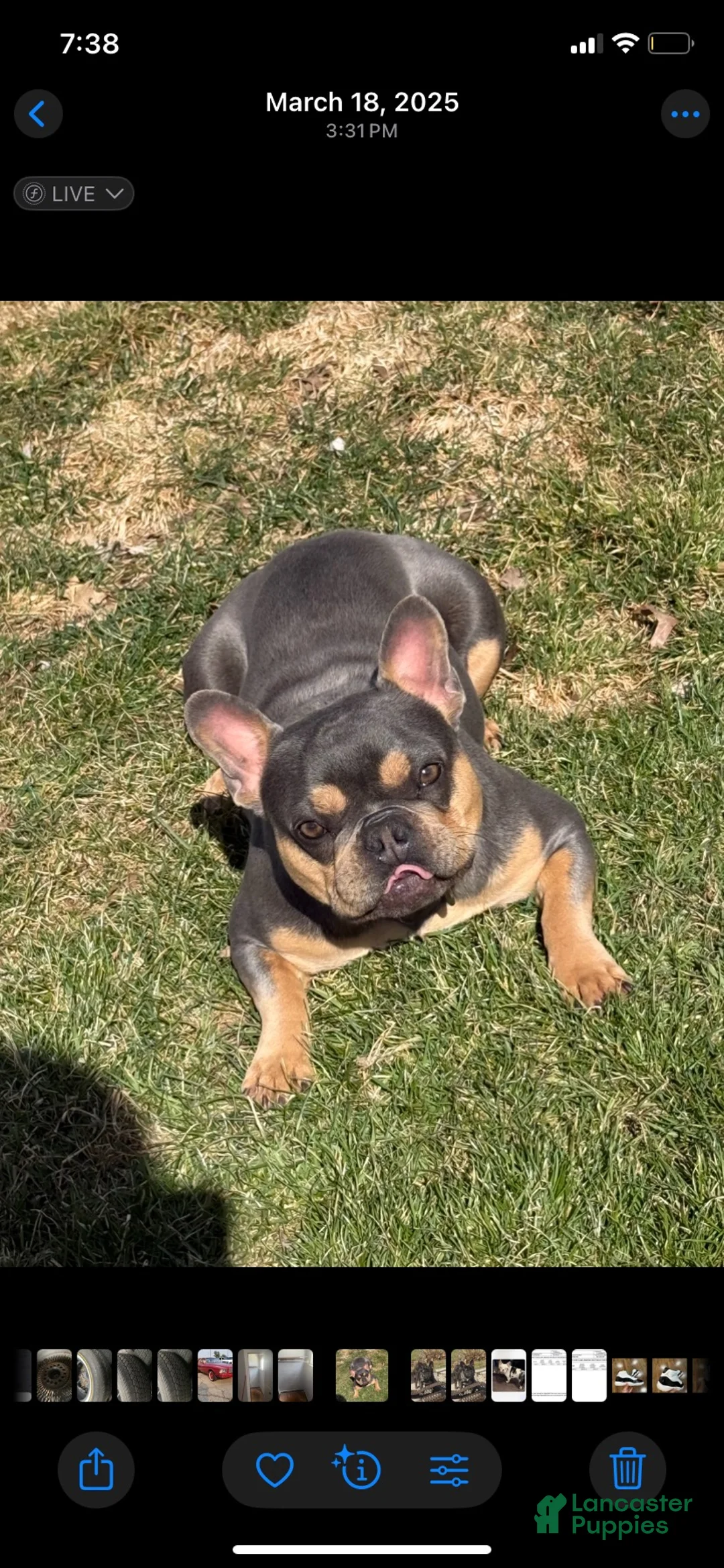 French Bulldog dogs for sale: French Bulldog 1 - Ad 2