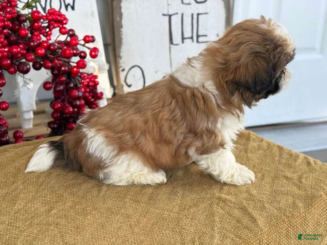 Shih Tzu dogs for sale: Patch - Ad 8