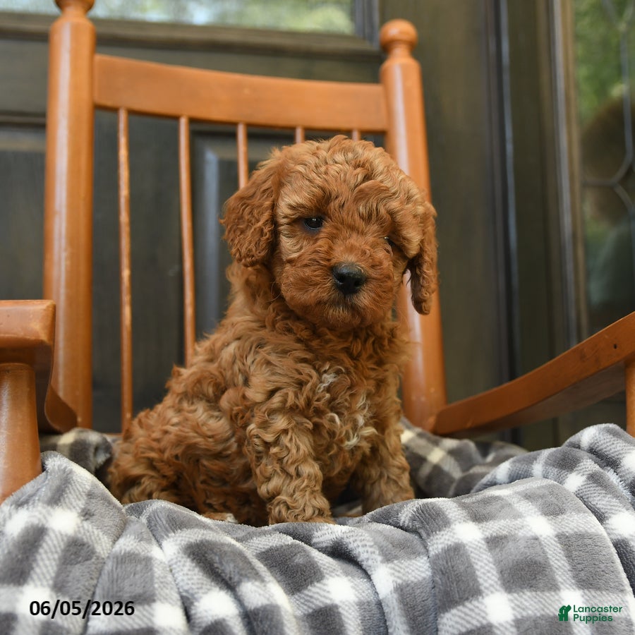 Miniature Poodle dogs Caramel - Ad 1